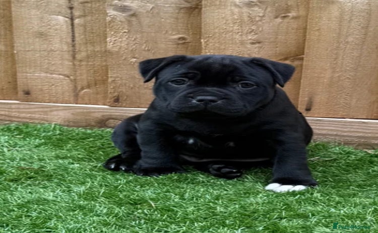 Staffordshire Bull Terrier dogs - Advert 1