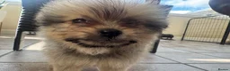 Mixed Breed dogs for sale: Pomeranian x Cavachon Puppies  in Strathaven - Advert 8