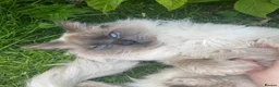 Ragdoll cats for sale: Last boy now reduced  - Advert 10