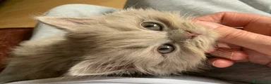 British Longhair 3