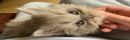 British Longhair cats for sale: GCCF kittens  - Advert 5