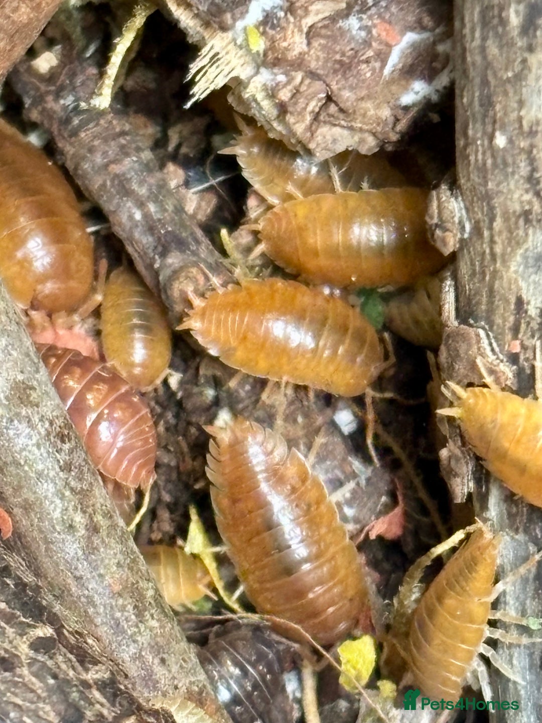 Isopods invertebrates for sale: Mixed types Isopods available Ridgeback Rollers  - Advert 21