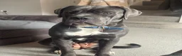 Cane Corso dogs for sale: Female cane corso.  in Taunton - Advert 2