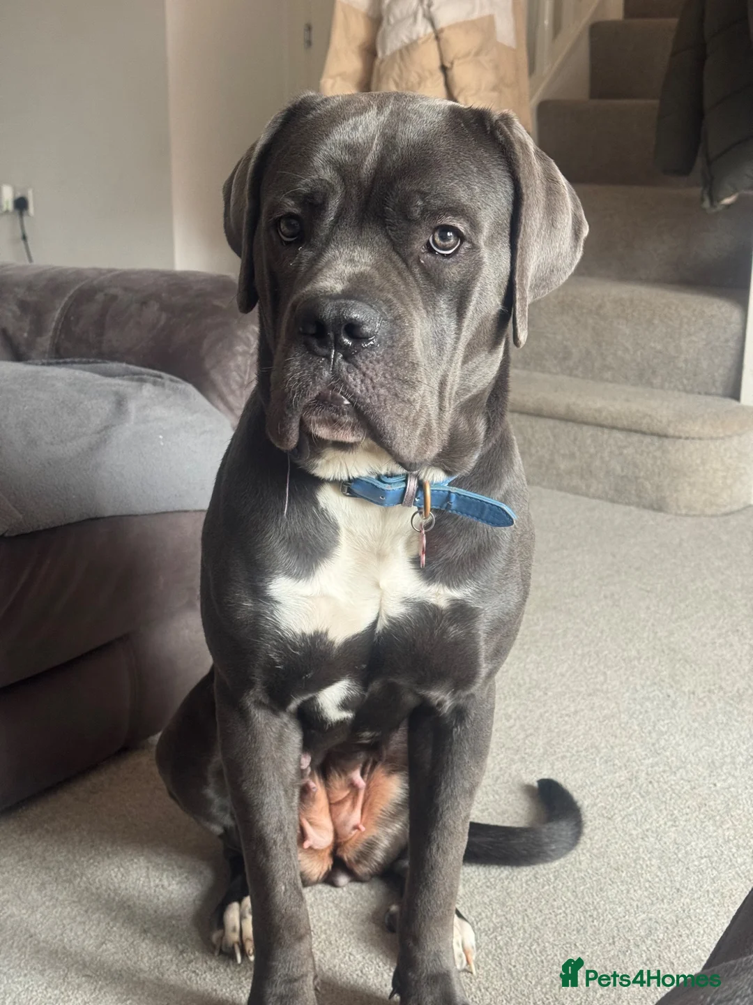 Cane Corso dogs for sale: Female cane corso.  in Taunton - Advert 2