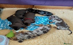 Dachshund dogs for sale: Miniature Daschund - Image 21