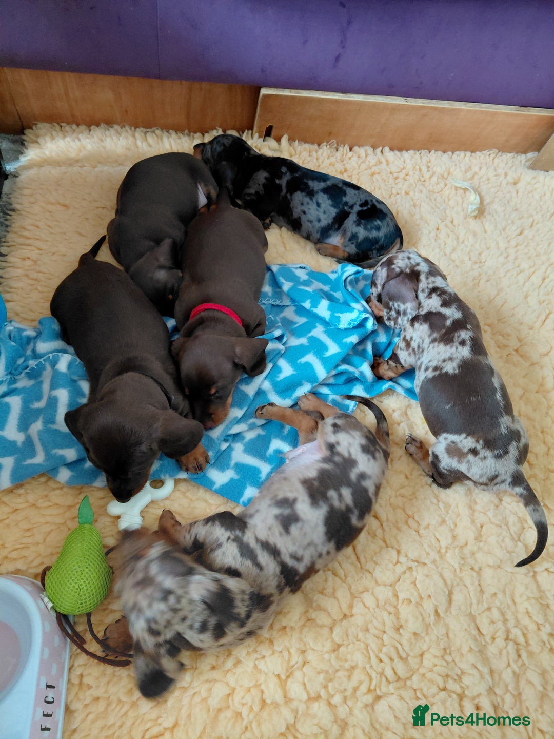 Dachshund dogs for sale: Miniature Daschund - Image 21
