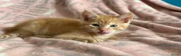 Maine Coon cats for sale: Maine Coon Cross Kittens - Advert 12