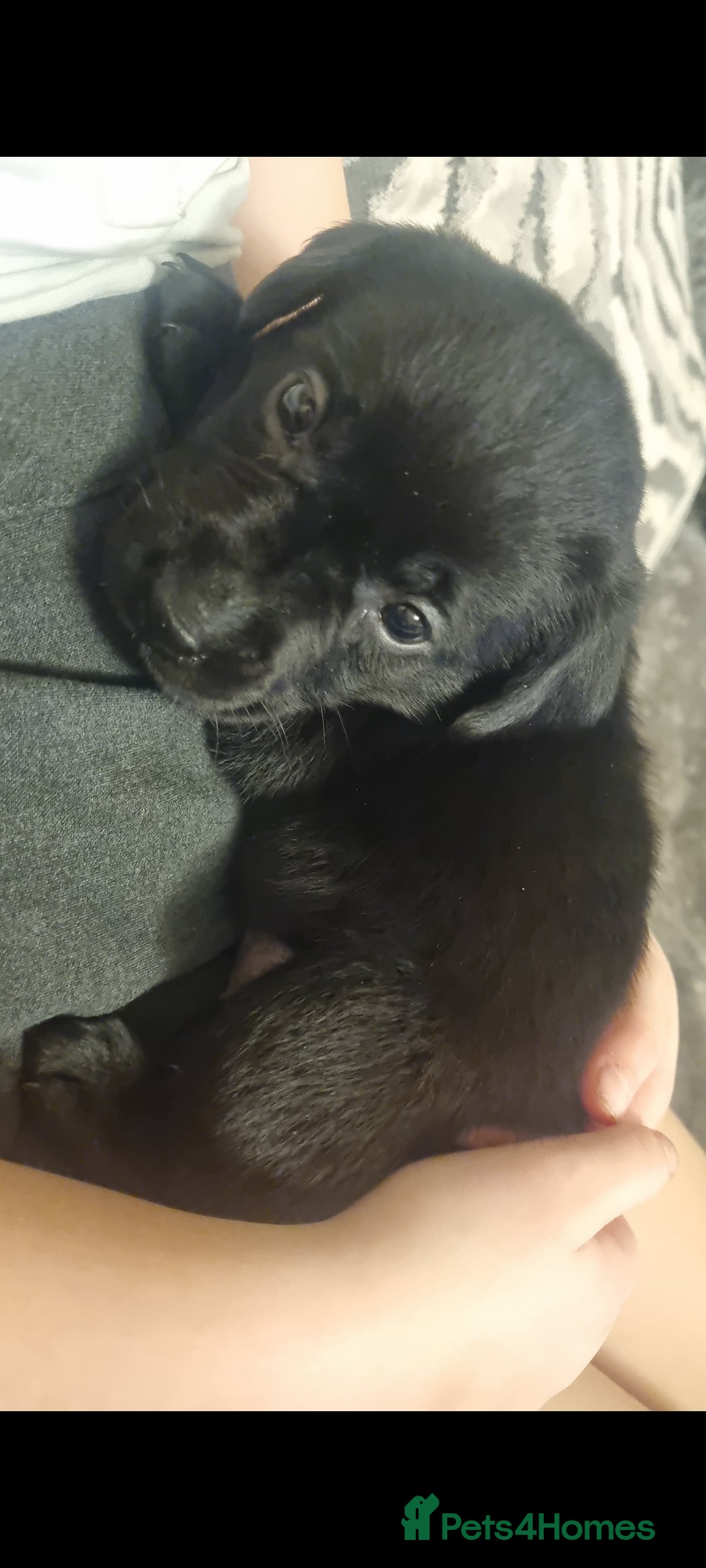 Labrador Retriever dogs for sale: Beautiful chunky labrador puppies - Advert 8