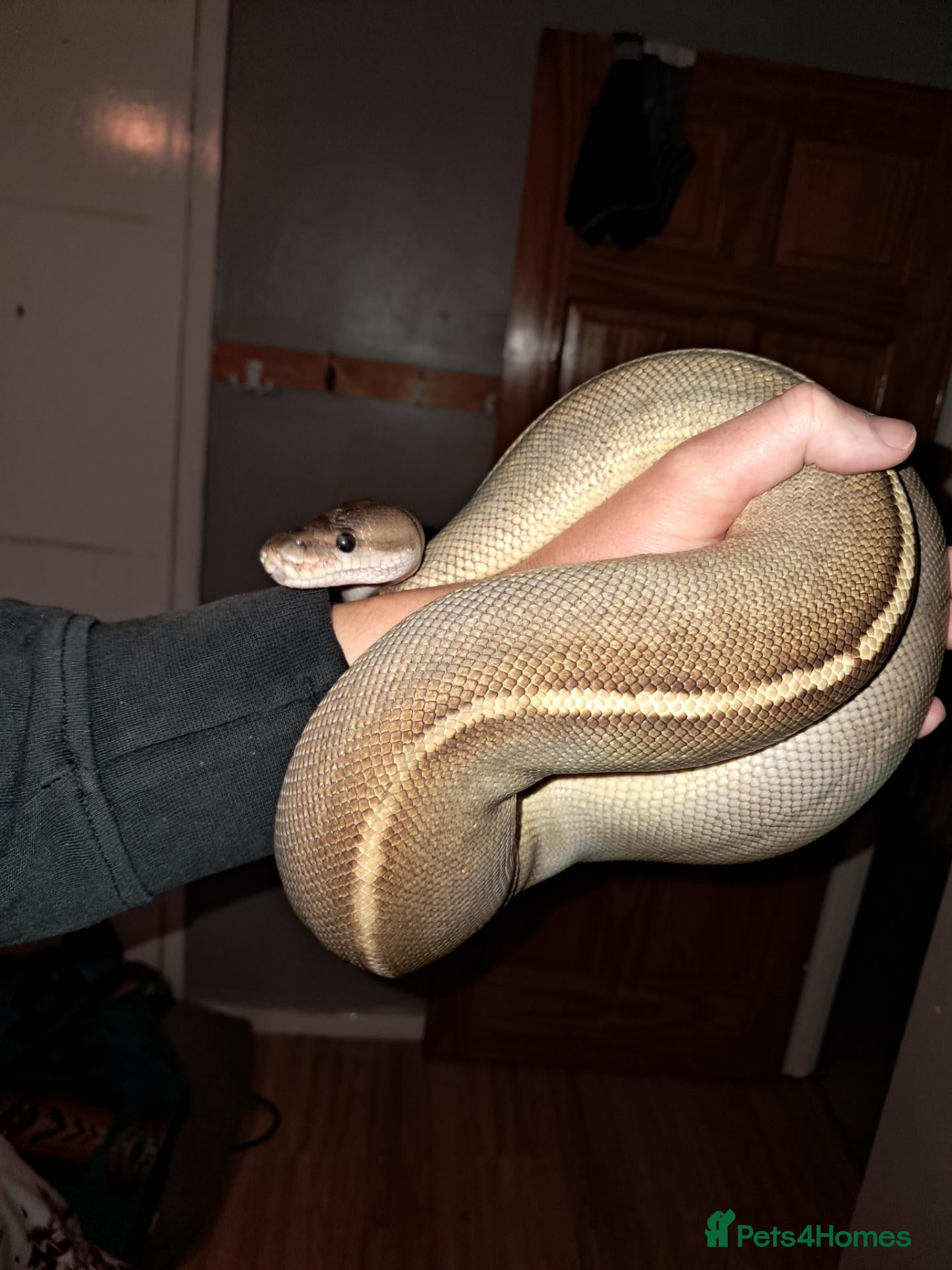 Python Snake reptiles for sale: female cinnamon/Mojave (savannah) ball python  - Advert 1