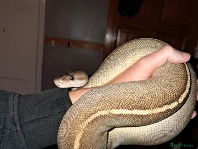 Python Snake reptiles for sale: female cinnamon/Mojave (savannah) ball python - Advert 1