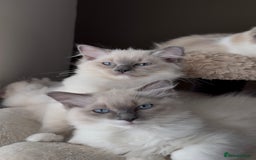 Ragdoll cats for sale: 🎀 2 GIRLS LEFT PUREBRED European Ragdolls 🎀  - Image 20