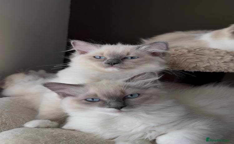 Ragdoll cats - Advert 6