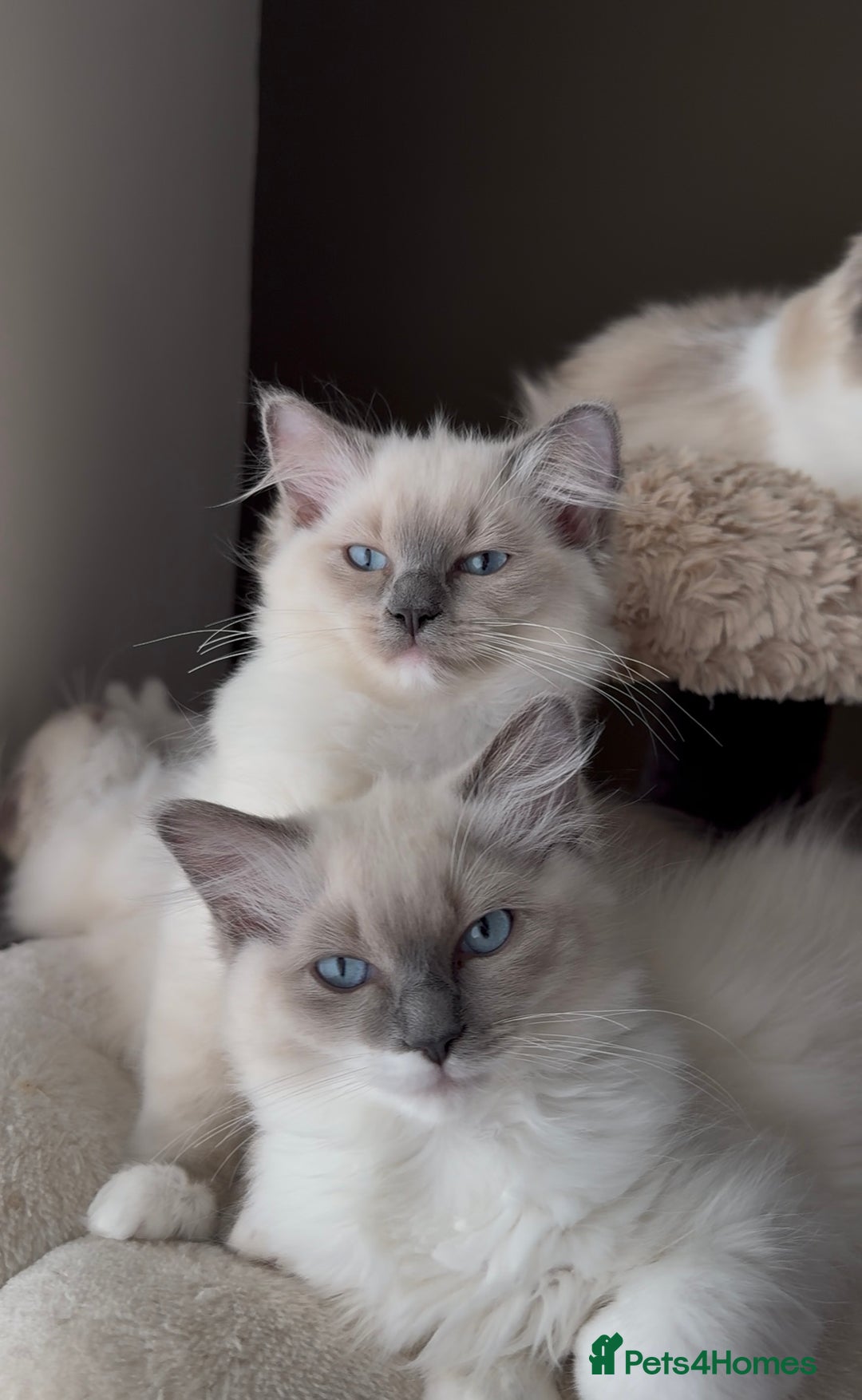 Ragdoll cats for sale: 🎀 2 GIRLS LEFT PUREBRED European Ragdolls 🎀  - Image 20
