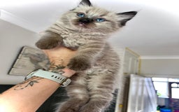 Ragdoll cats for sale: Pedigree Mink Ragdoll kittens  - Image 24