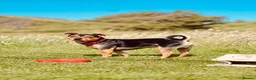 Mixed Breed dogs for stud: Stud Jackrussell x Pug  in Blackpool - Advert 11