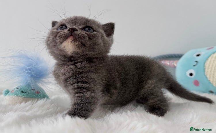 British Shorthair cats - Advert 4