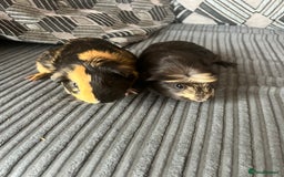 Guinea Pig rodents for sale: 2 male guinea pigs  - Image 4