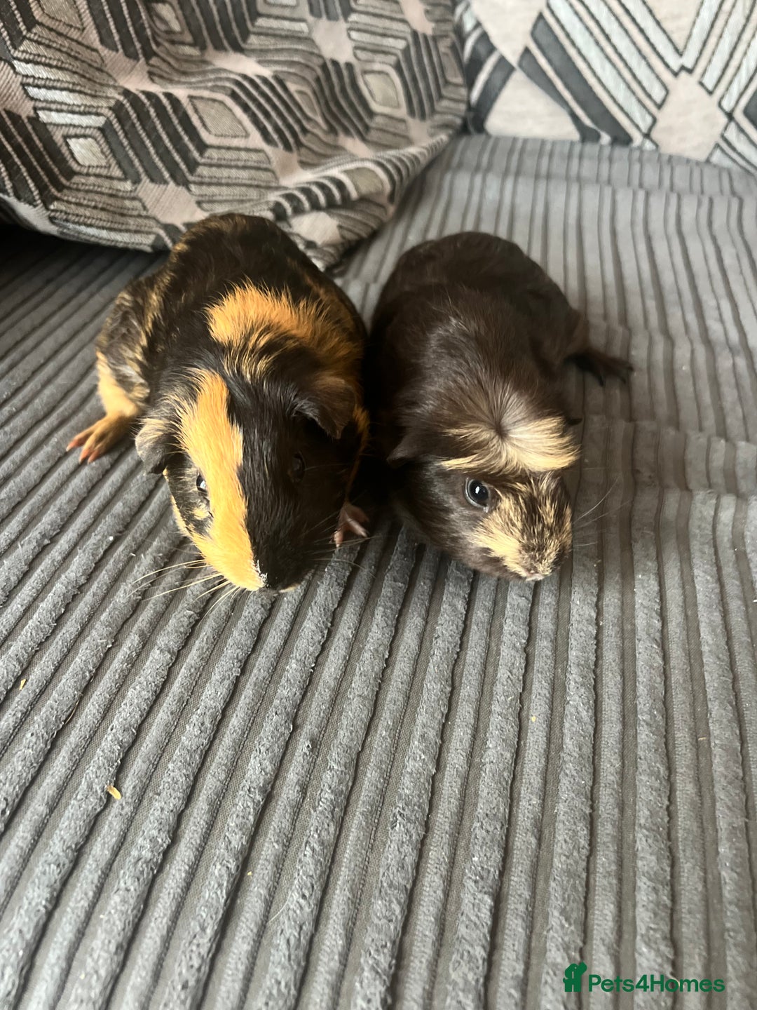 Guinea Pig rodents for sale: 2 male guinea pigs  - Image 4