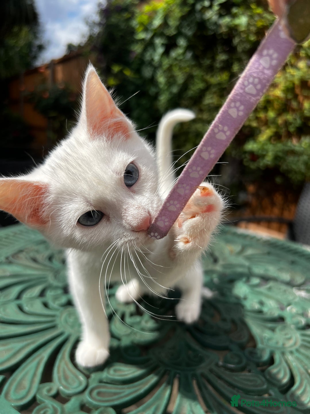 Turkish Angora cats for sale: ⭐️ Beautiful Turkish Angora X Bengal kittens ⭐️ - Image 22