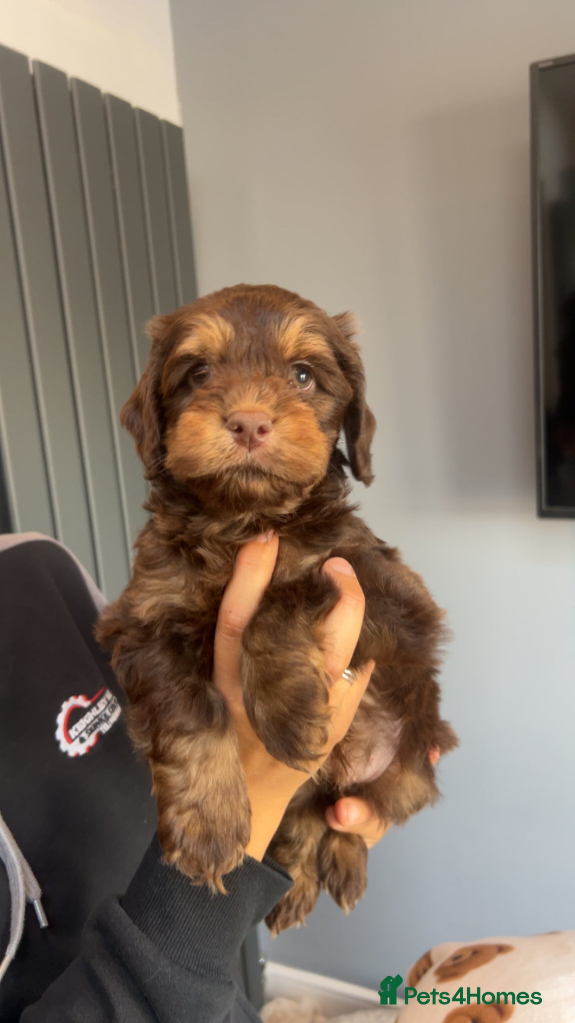 Cockapoo dogs 🩷 F1  merle Cockerpoo only 1 boy left  💙 - Advert 4