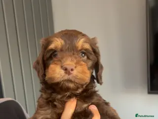 Cockapoo dogs 🩷 F1 merle Cockerpoo only 1 boy left 💙 - Advert 3