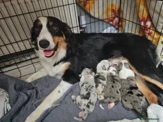 Border Collie dogs Blue Merle Tri- Colour Border Collie Puppies - Advert 4