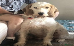 Mixed Breed dogs for adoption: Rufus - lovely Grand Griffon Vendeen for adoption - Image 5