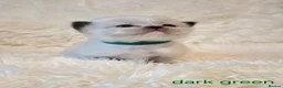 Ragdoll cats for sale:  Ragdoll Kittens 😸 ♥️  - Advert 7