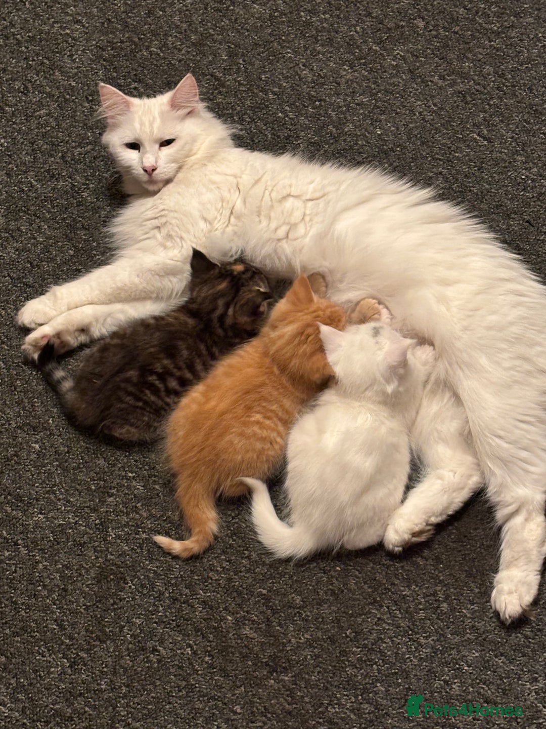 Norwegian Forest Cat cats for sale: Norwegian Forest Cat Kittens  - Advert 4