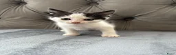 Mixed Breed cats for sale: Beautiful kittens  - Advert 4
