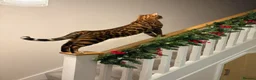 Bengal cats for sale: Pure Bengal Kittens - Advert 11