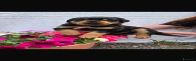Rottweiler 1