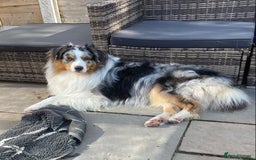 Australian Shepherd dogs for sale: Miss Julie Duckworth - Image 3
