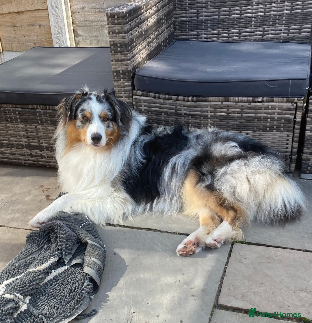 Australian Shepherd dogs for sale: Miss Julie Duckworth - Image 3