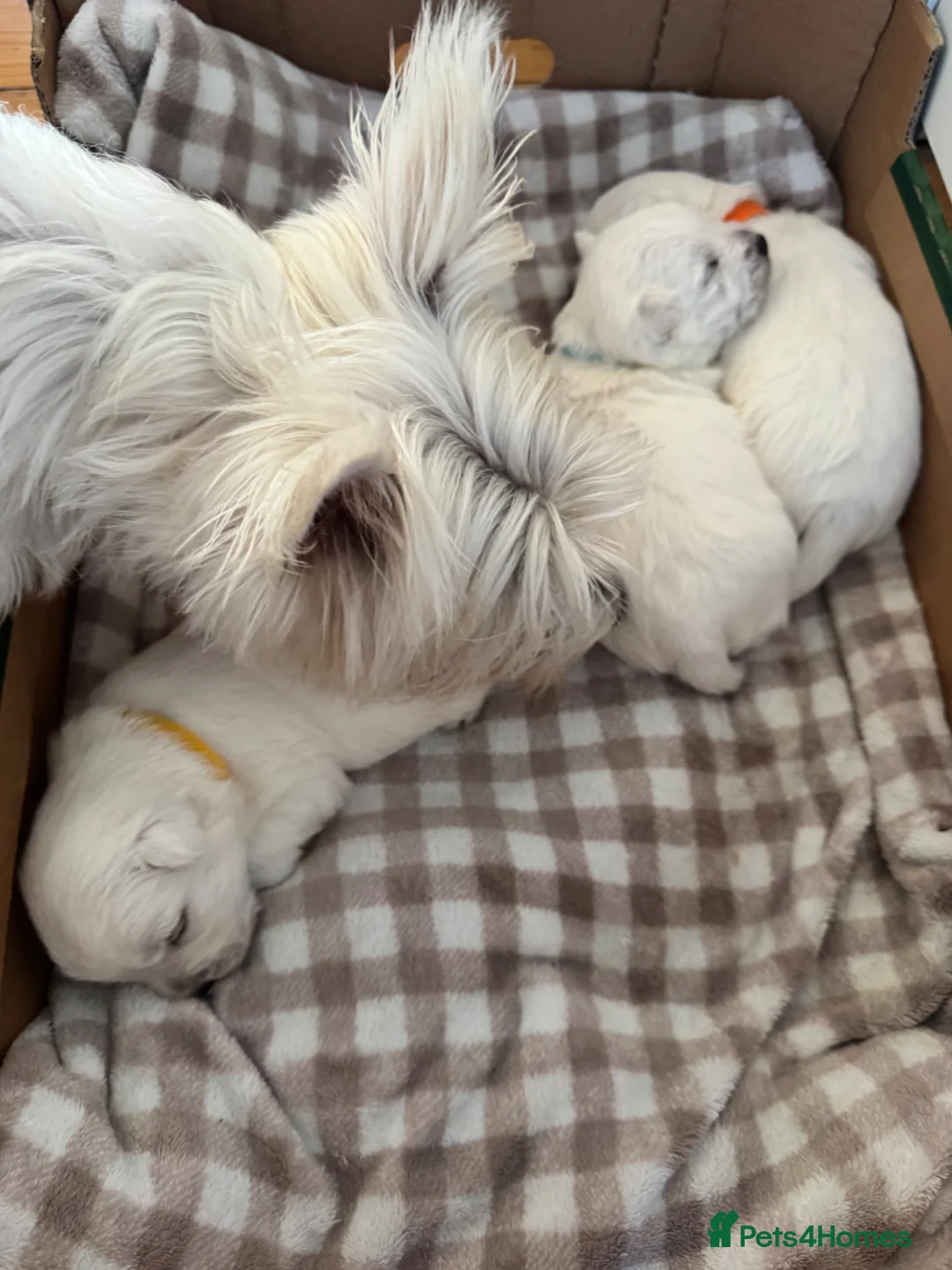 West Highland Terrier dogs for sale: KC West Highland Terrier pedigree puppies in Saint Leonards-on-sea - Advert 20