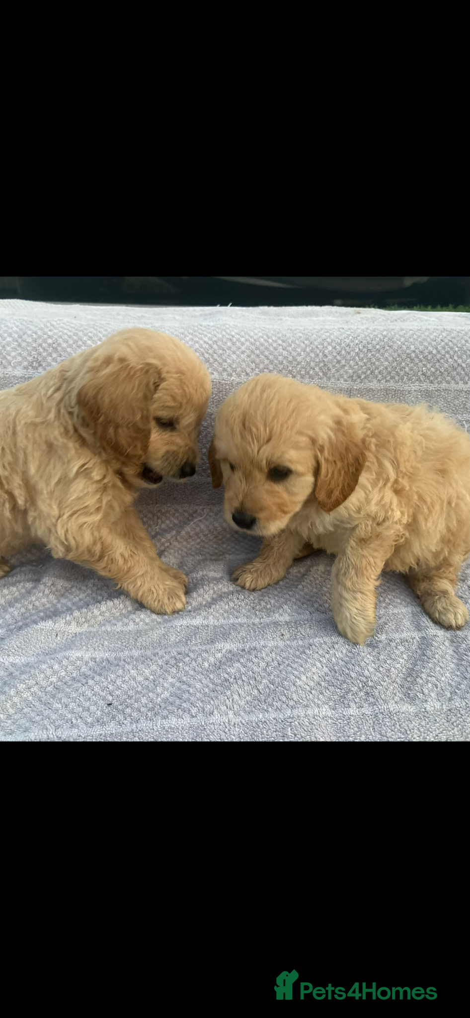 Goldendoodle dogs F1 golden doodles mini  - Advert 2