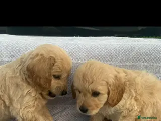 Goldendoodle dogs F1 golden doodles mini - Advert 1