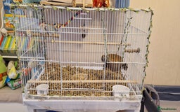 Doves birds for sale: Diamond Doves bonded pair - Image 4