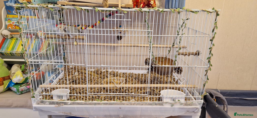 Doves birds for sale: Diamond Doves bonded pair - Image 4