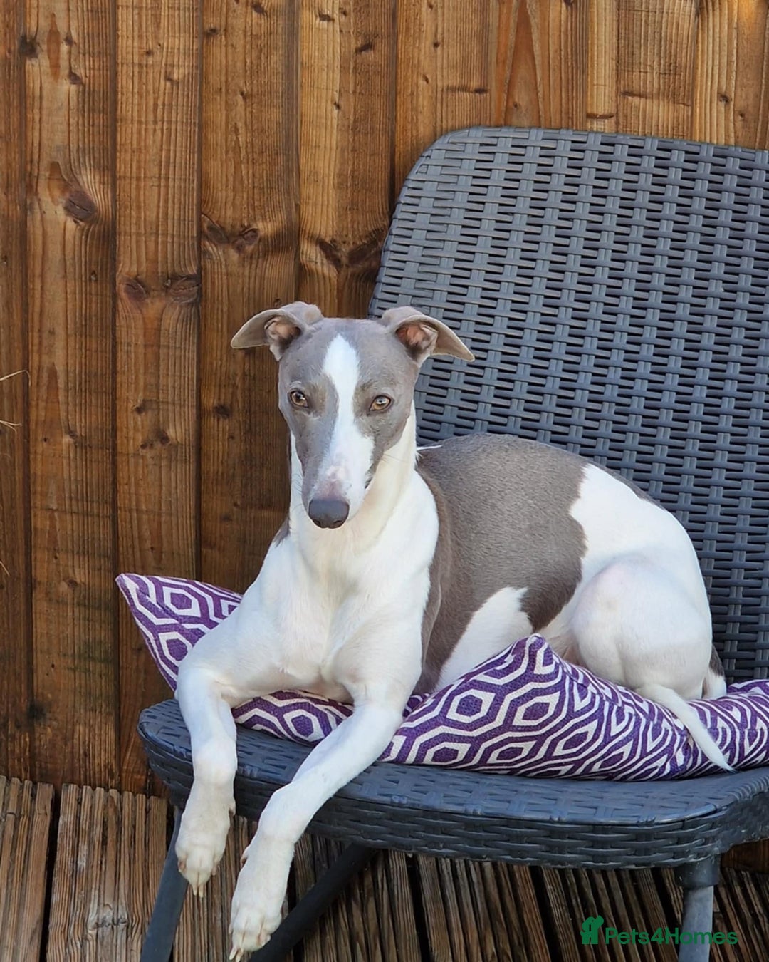 Whippet dogs for sale: Outstanding boys / girls - Image 2