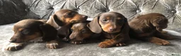 Miniature Dachshund dogs for sale: Miniature long haired dachshund READY NOW - Advert 22