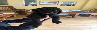 Sproodle Puppy 3
