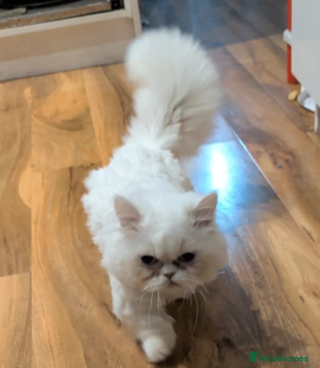 Munchkin cats for sale: Munchkin 6 months old kitten for sale - Advert 2