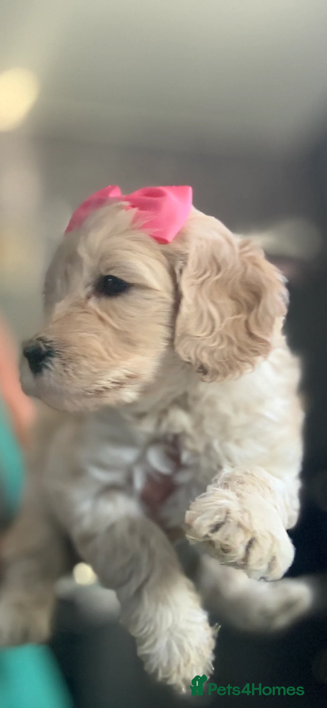 Double Doodle dogs for sale: Labradoodle  - Advert 2