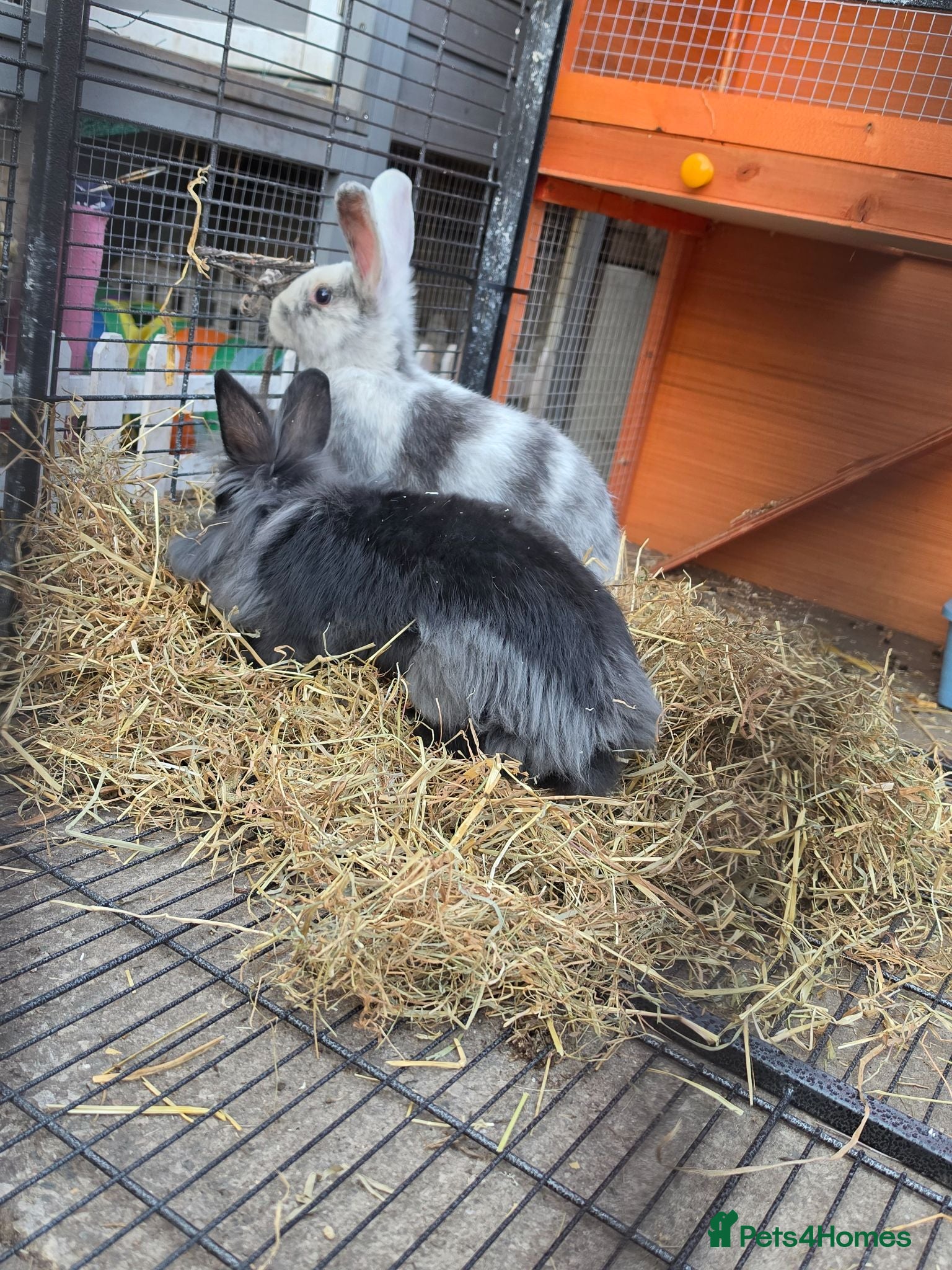 Mixed Breed rabbits 1 female, 1 male - Advert 1