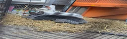 Mixed Breed rabbits for sale: 1 female, 1 male - Advert 1