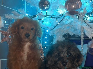 Cockapoo dogs Cockapoo puppies - Advert 4