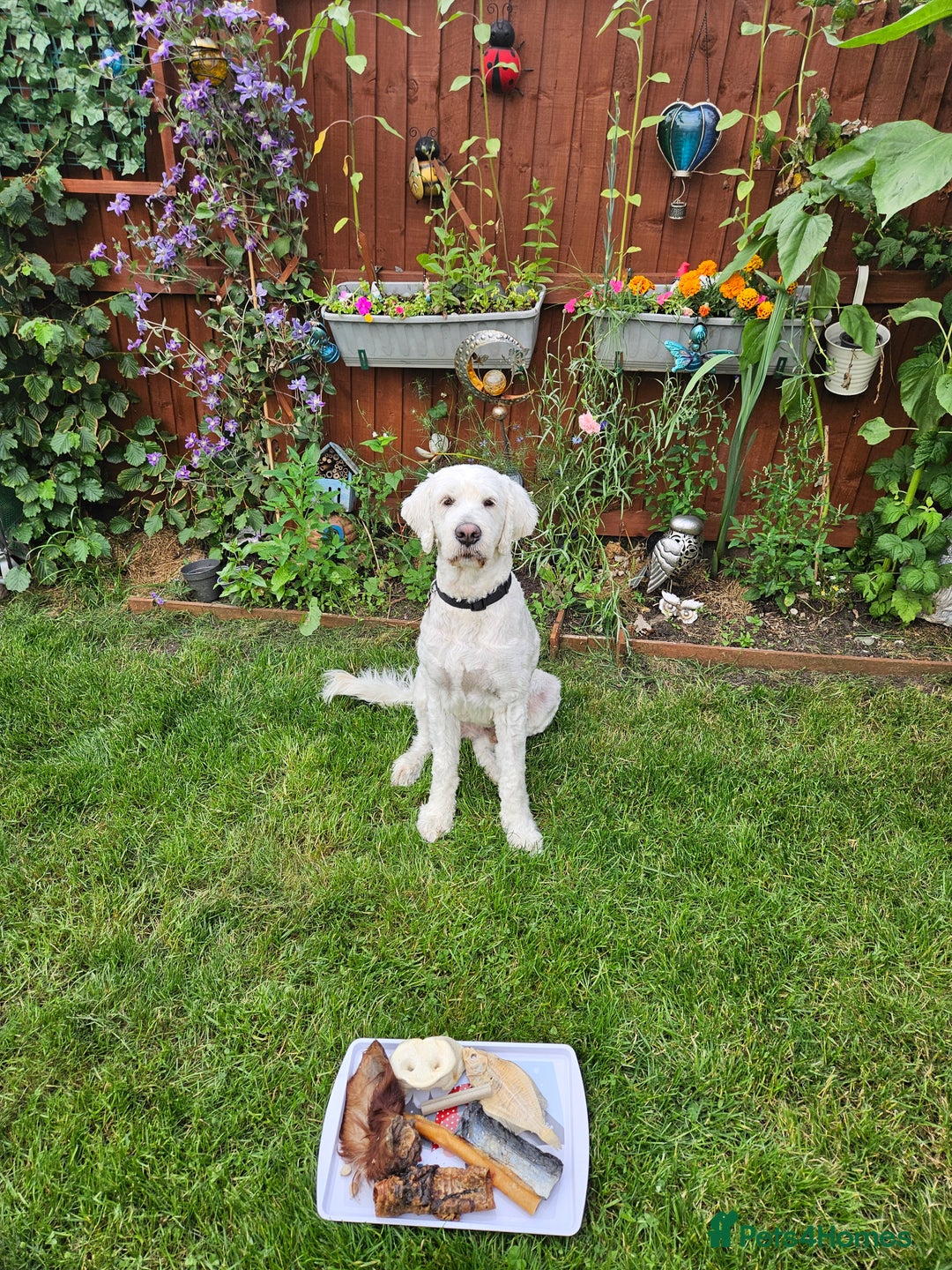 Goldendoodle dogs for stud: Standard white Goldendoodle for stud  in Wrexham - Image 1