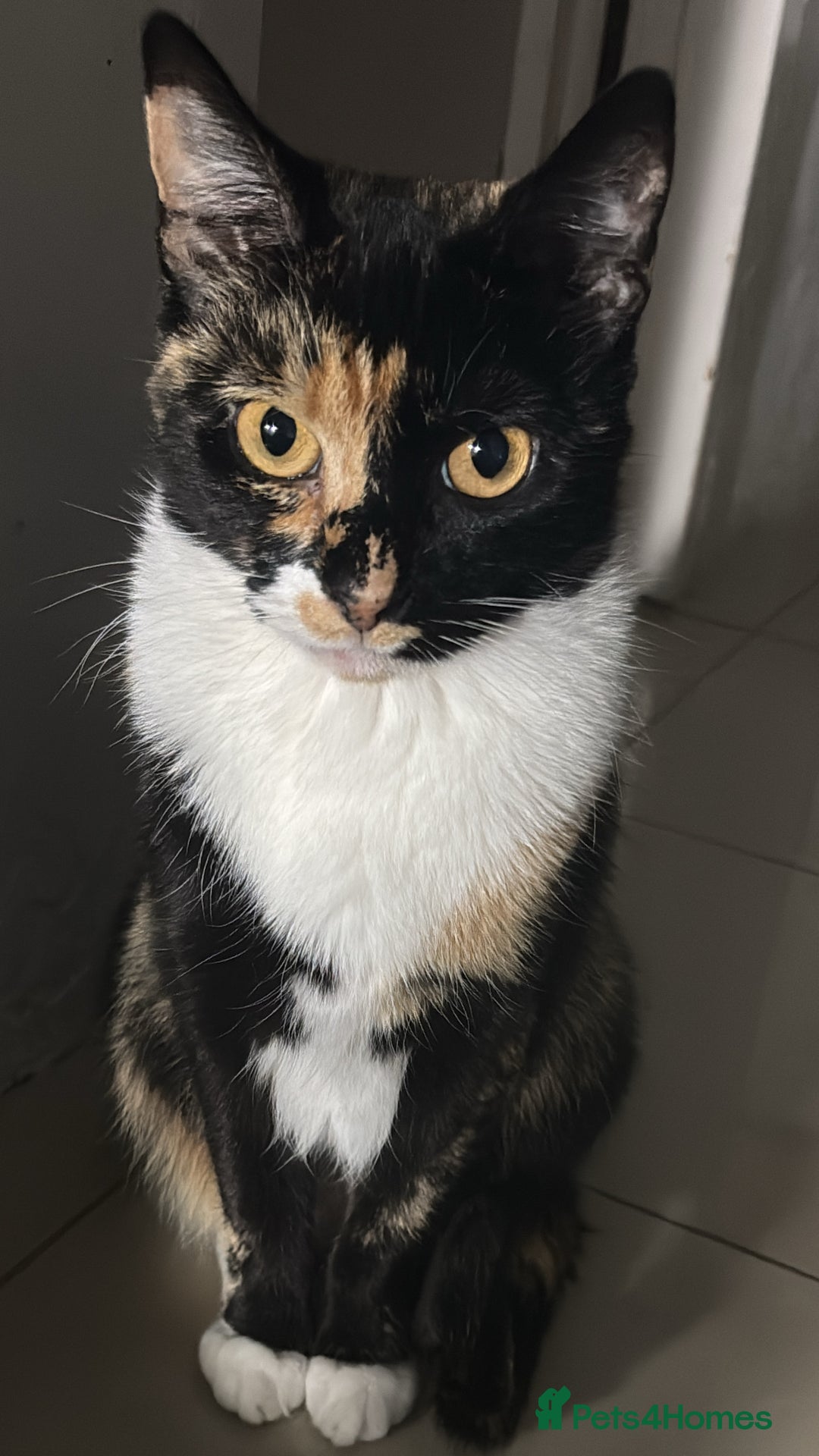 Domestic Shorthair cats for sale: Domestic shorthair female cat - Advert 4