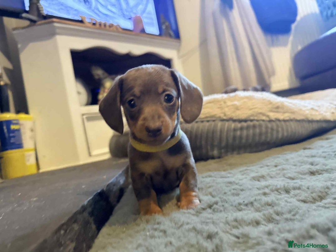 Dachshund dogs for sale: Dachshund puppies - Advert 8